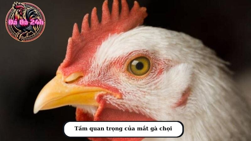 Tầm quan trọng của mắt gà chọi