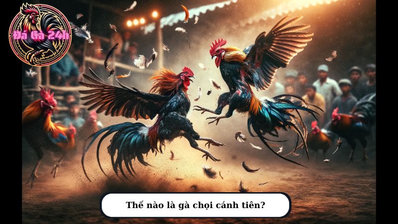 Thế nào là gà chọi cánh tiên?