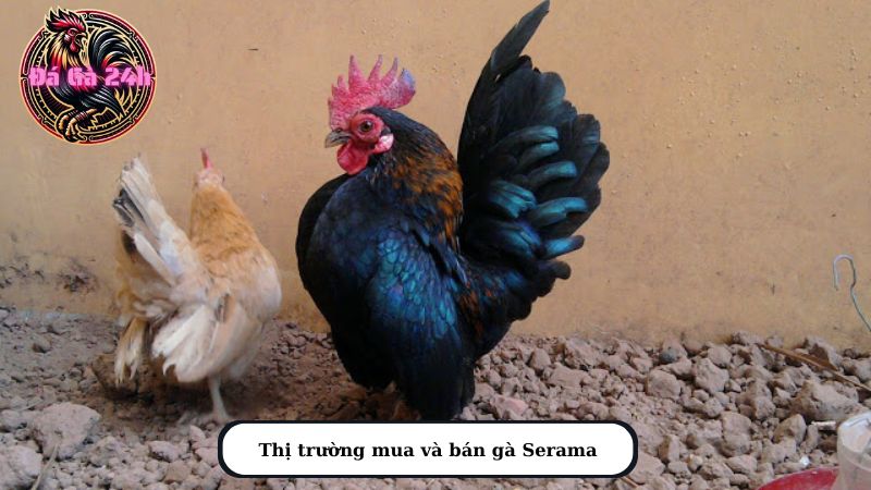 Thị trường mua và bán gà Serama