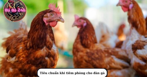 Lịch vacxin cho gà thả vườn và những lưu ý trong quá trình nuôi gà