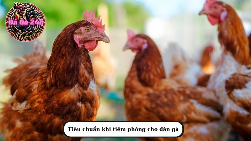 Tiêu chuẩn khi tiêm phòng cho đàn gà