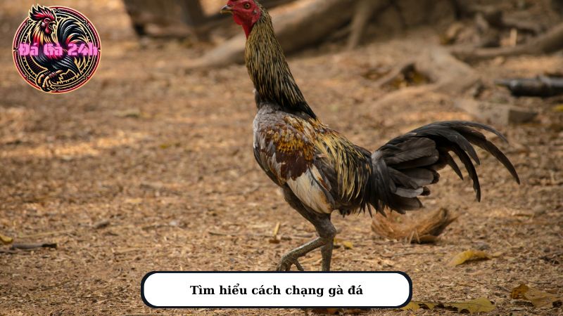 Tìm hiểu cách chạng gà đá