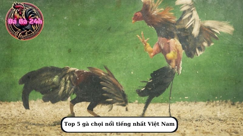 Top 5 gà chọi nổi tiếng nhất Việt Nam