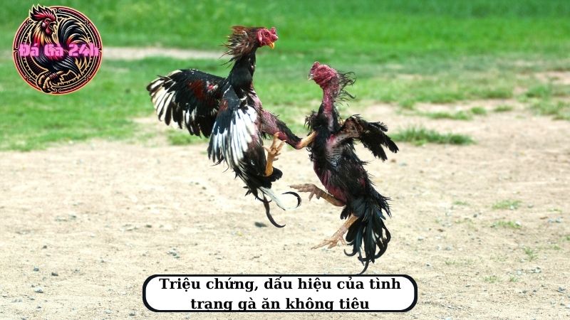 Triệu chứng, dấu hiệu của tình trạng gà ăn không tiêu