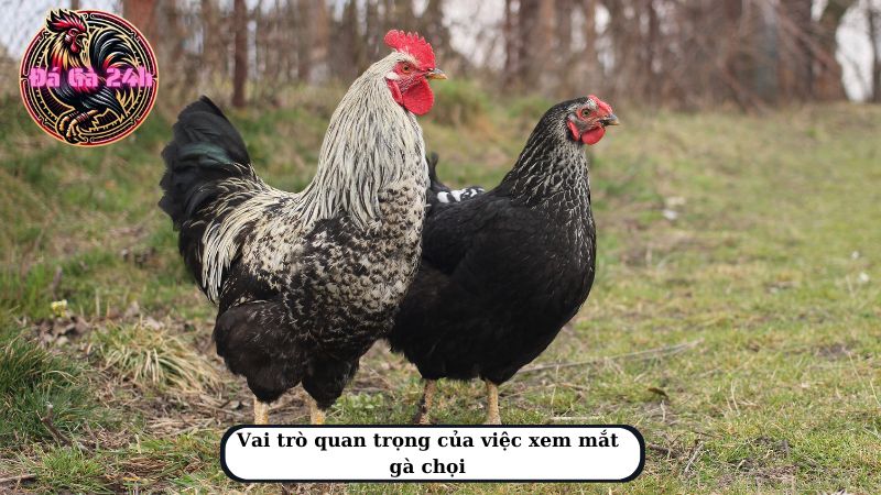 Vai trò quan trọng của việc xem mắt gà chọi