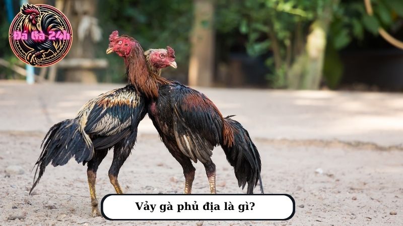 Vảy gà phủ địa là gì?