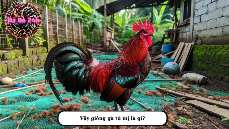 Vậy giống gà tử mị là gì?