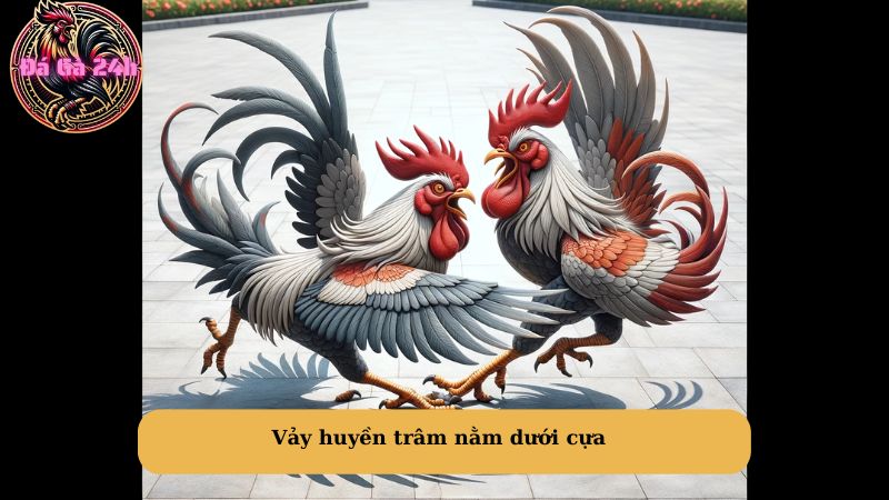 Vảy huyền trâm nằm dưới cựa