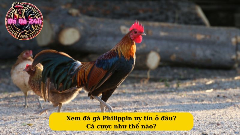 Xem đá gà Philippin uy tín ở đâu? Cá cược như thế nào?