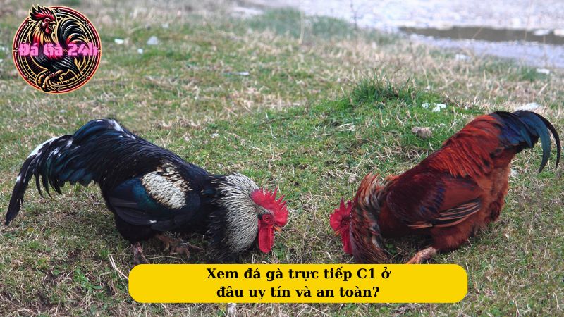 Xem đá gà trực tiếp C1 ở đâu uy tín và an toàn?