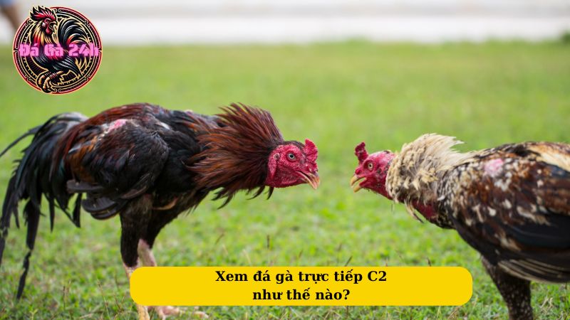 Xem đá gà trực tiếp C2 như thế nào?