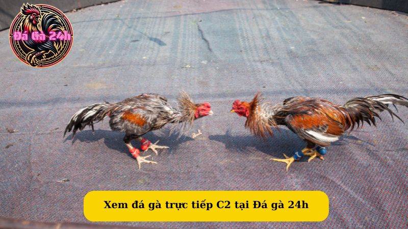 Xem đá gà trực tiếp C2 tại Đá gà 24h