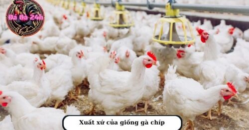 Gà chíp là gì? Đặc điểm và giá bán trên thị trường hiện nay