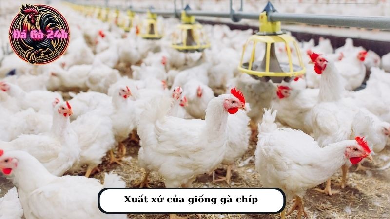 Xuất xứ của giống gà chíp