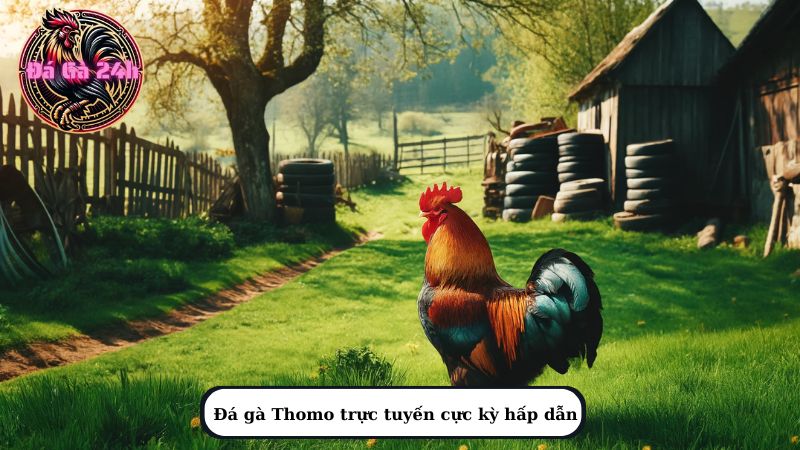 Đá gà Thomo trực tuyến cực kỳ hấp dẫn