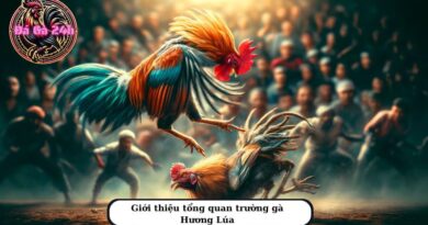 Trường gà Hương Lúa sàn đấu của các chiến kê nổi tiếng nhất năm