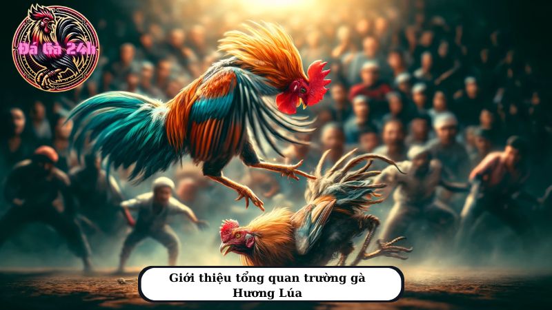 Giới thiệu tổng quan trường gà Hương Lúa