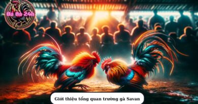 Khám phá thế giới đá gà đỉnh cao tại trường Gà Savan