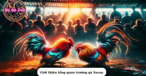 Khám phá thế giới đá gà đỉnh cao tại trường Gà Savan