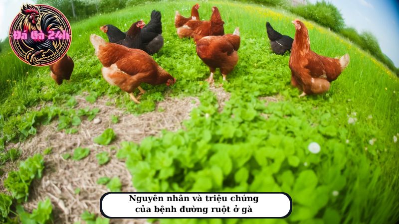 Nguyên nhân và triệu chứng của bệnh đường ruột ở gà