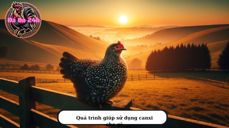 Quá trình giúp sử dụng canxi cho gà