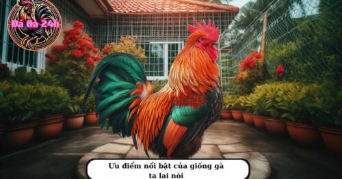 Hướng dẫn kỹ thuật chăn nuôi gà ta lai nòi